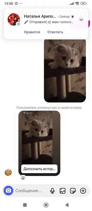 Порода Скотиш Фолд. — фото 1