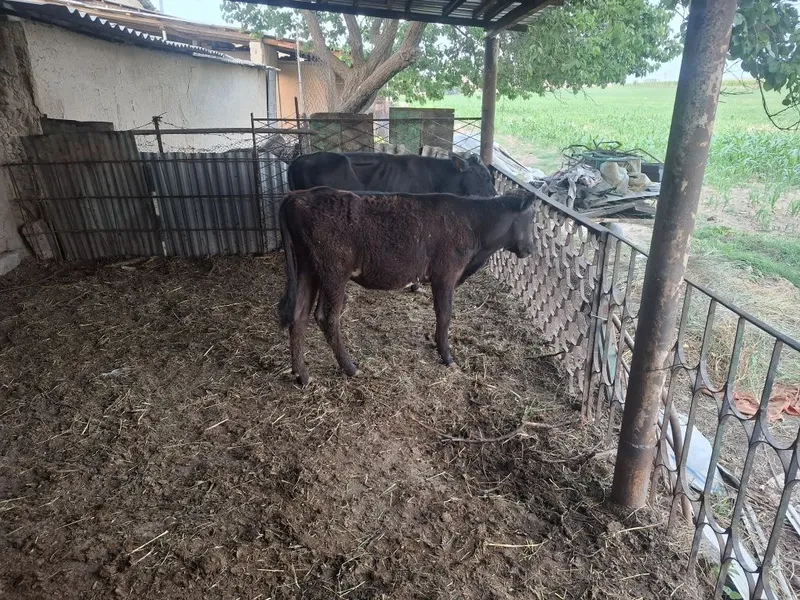 Mol gʻoʻnajin sotiladi — фото 1