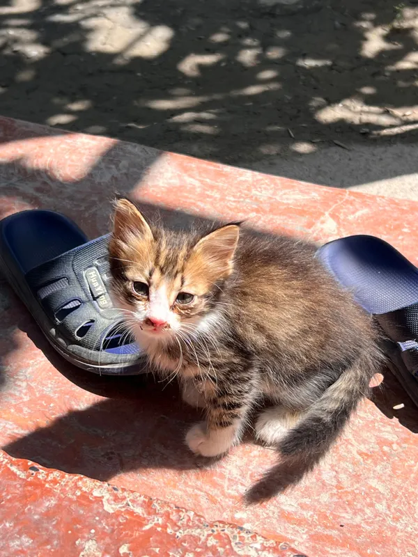 Маленькие котята — фото 3
