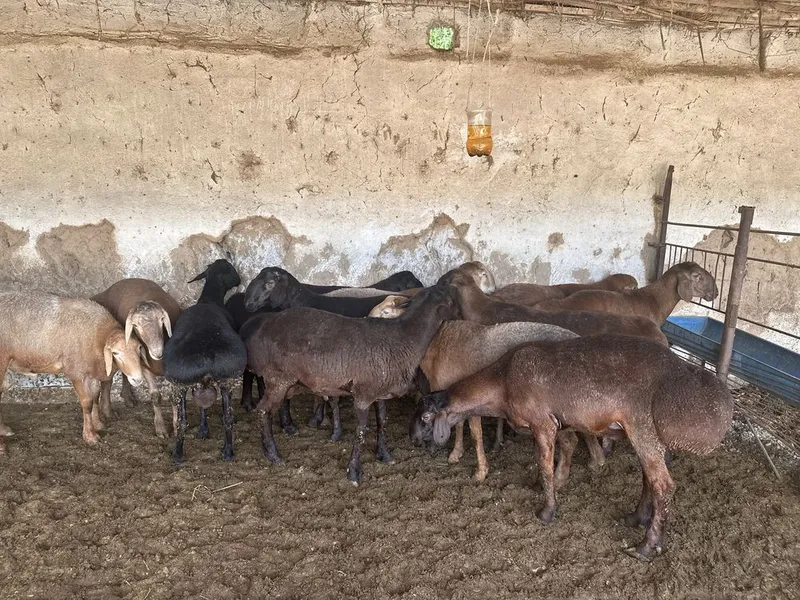Qurbonlik bop Xisori qo’y qo’chqorlar bor. — фото 1