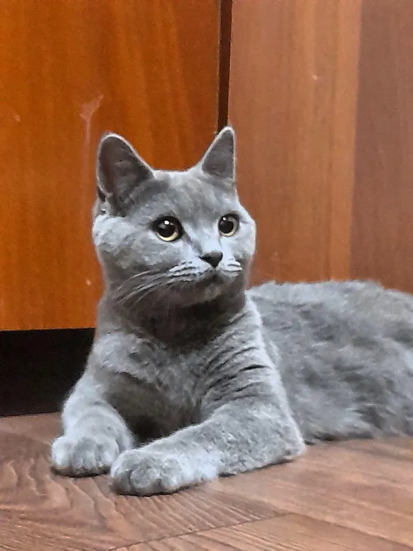 Denni Ashning erotik fotosuratlari va videolari