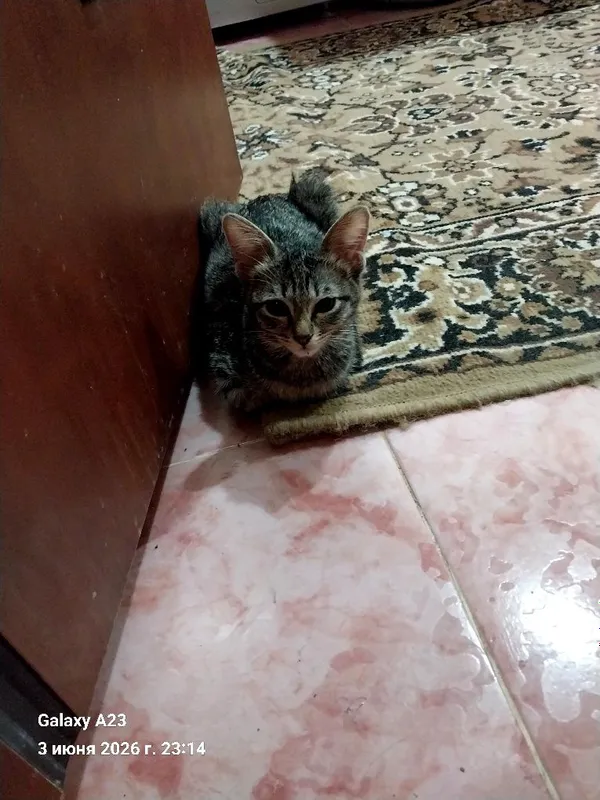 Отдам домашних котят в заботливые руки — фото 1