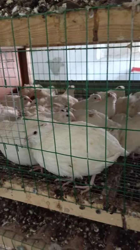 Белый гигант бедана — фото 3