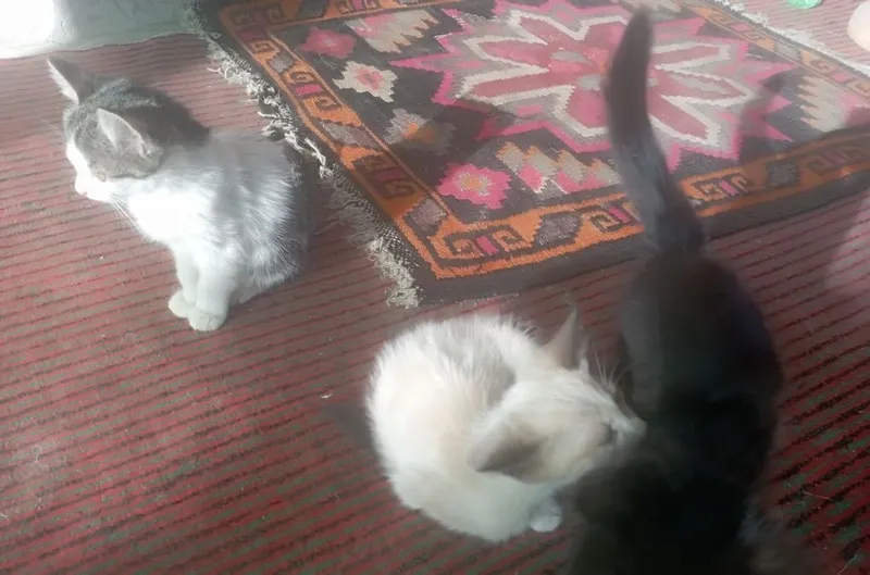 Mushukcala 3ta bta ayol 2ta erkak Mushukcala 3ta bta ayol 2ta erkak