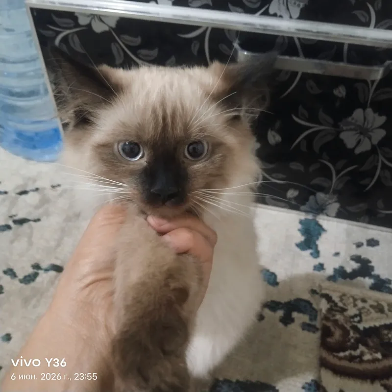 yoshi 3 oylik jinsi ugʻil narxini kelishamiz