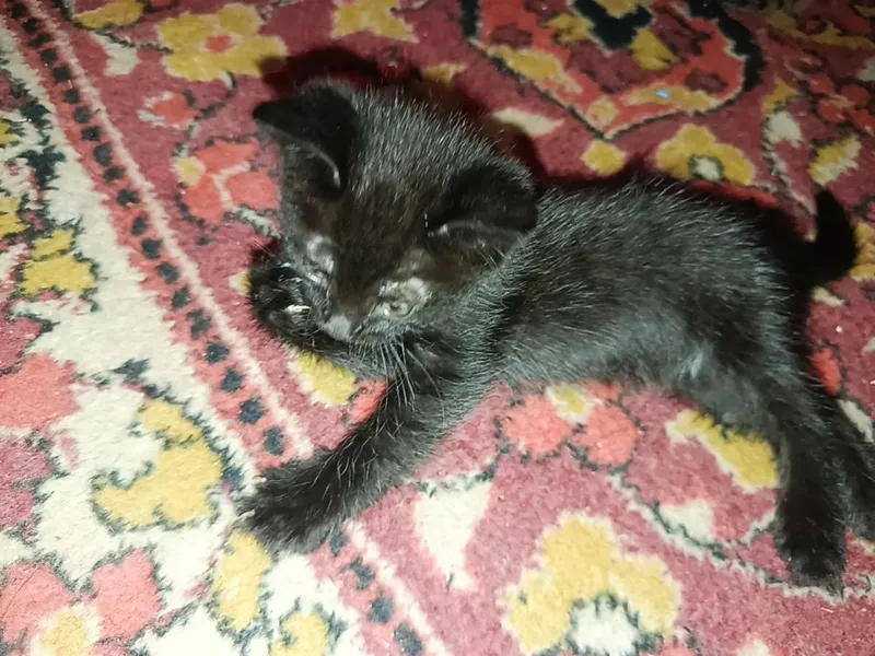 Mushuk tekinga beriladi Mushuk tekinga beriladi