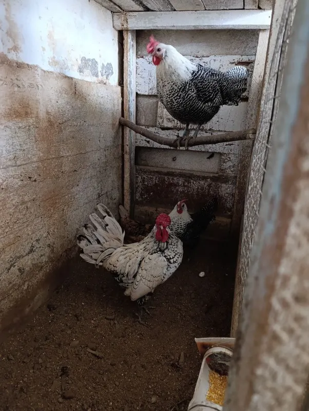 Продаются декоративные куры 3 Продаются декоративные куры 3