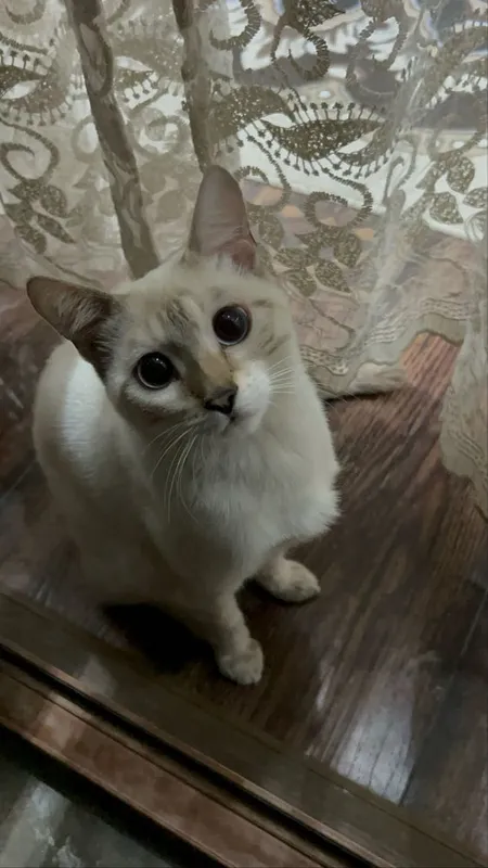 Бенгальская кошка