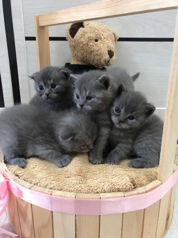 Продажа котят (Британский Шиншила)