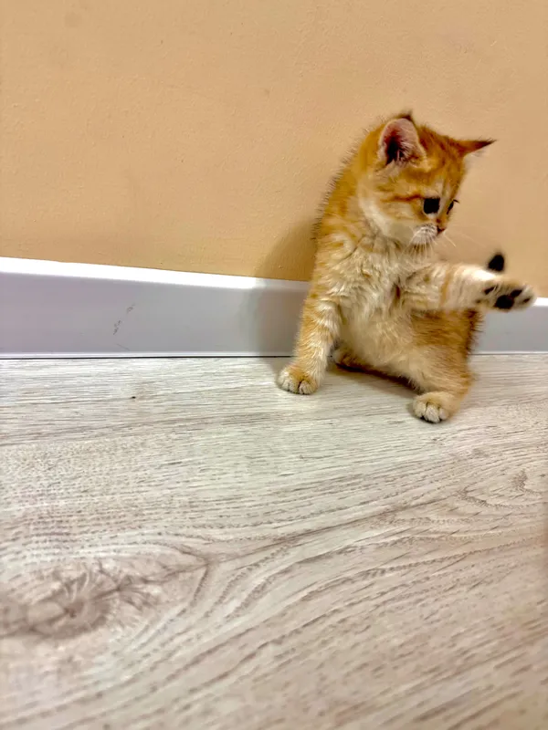 Продаются котята породы Голд Шиншила (Gold shinshila) 6 Продаются котята породы Голд Шиншила (Gold shinshila) 6