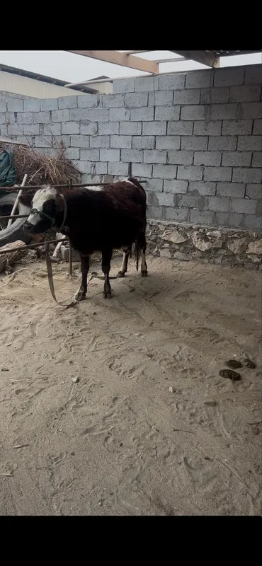 Toza qonli angus 1 qorin bolasi buqa