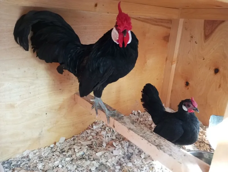 Bentam Sebirak jo'jalari tuxumlari sotuvda — фото 1