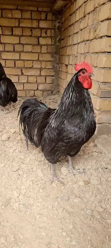 Avstrolop ruminiya Ho'rozlari