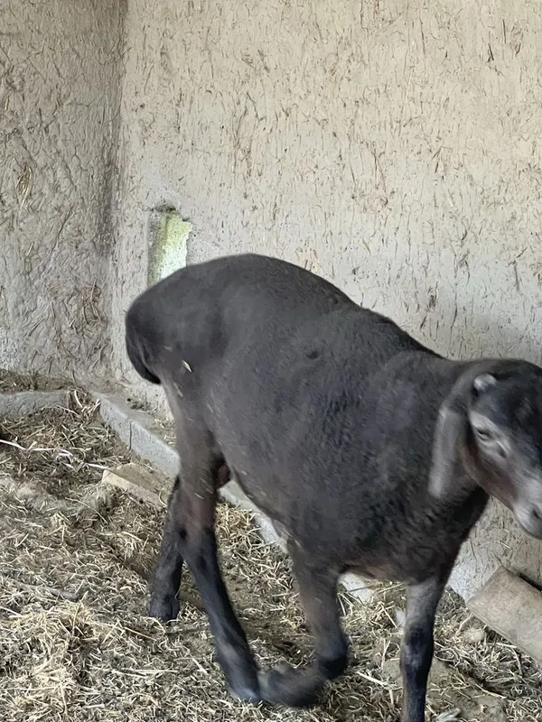 Qo’chqorla sotiladi yoshiga tòlmagan 8 oylik — фото 1