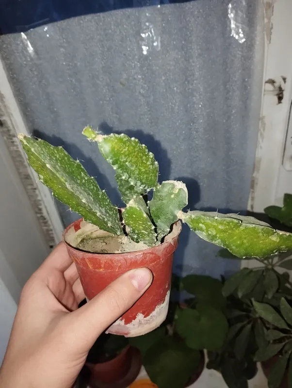 kaktus