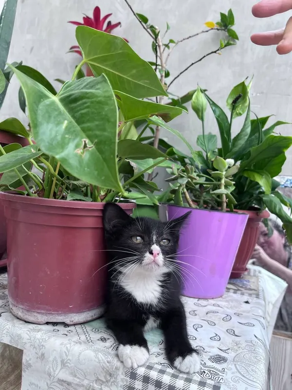 Одам котята в хороший руки 3