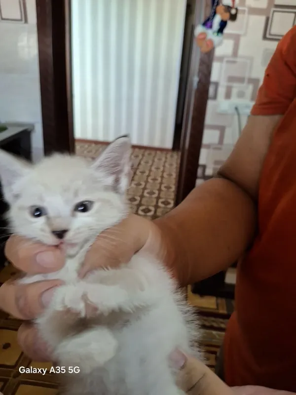 Продаются сиамские котята 3