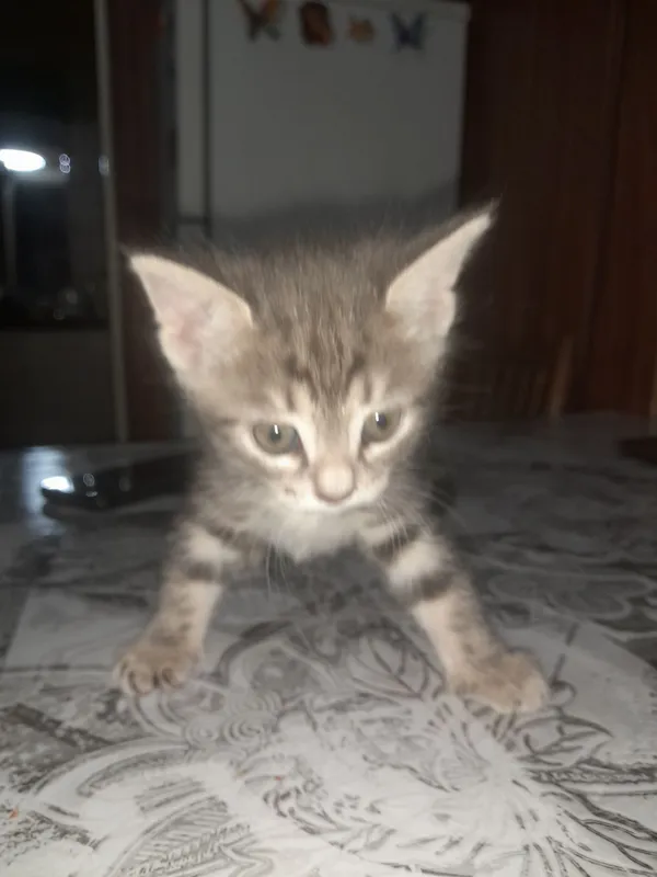 Отдам даром котят — фото 2