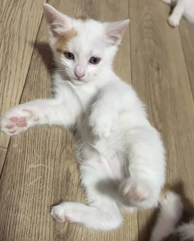 Котята в добрые руки 2