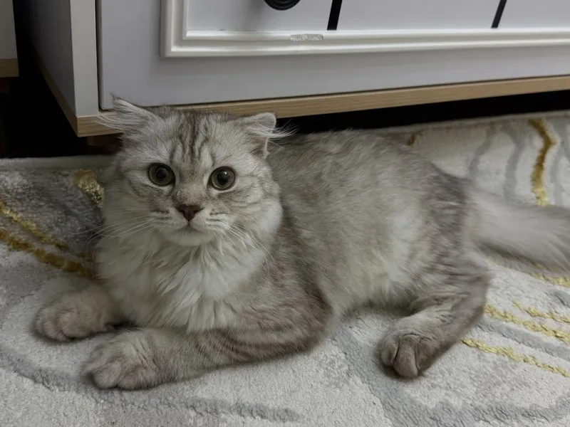 Кот шотландская висдоухая 3