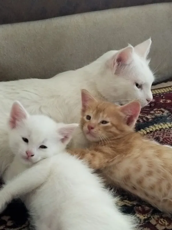 Продаются котята