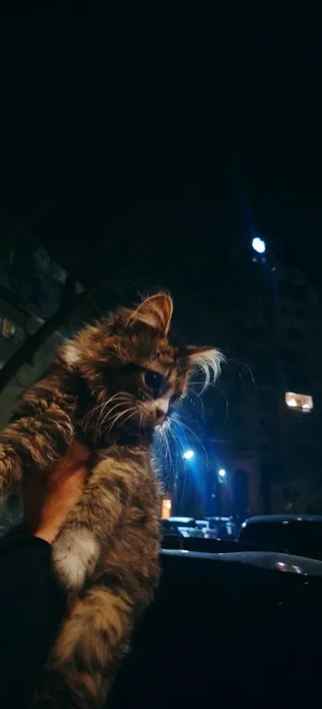 Mushuklaringiz sog'lig'ini oylovchi veterinar doctor — фото 1