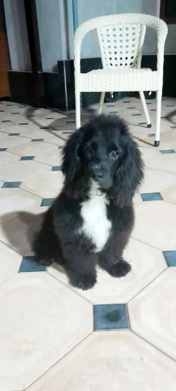 Spaniel Amerika зоти тозза угил 1 Spaniel Amerika зоти тозза угил 1