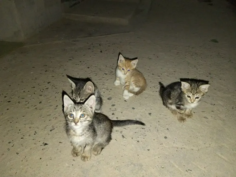 Милые котята в хорошие руки Милые котята в хорошие руки