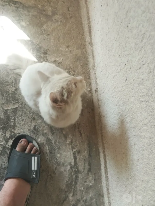 Очень милый котенок 4 Очень милый котенок 4