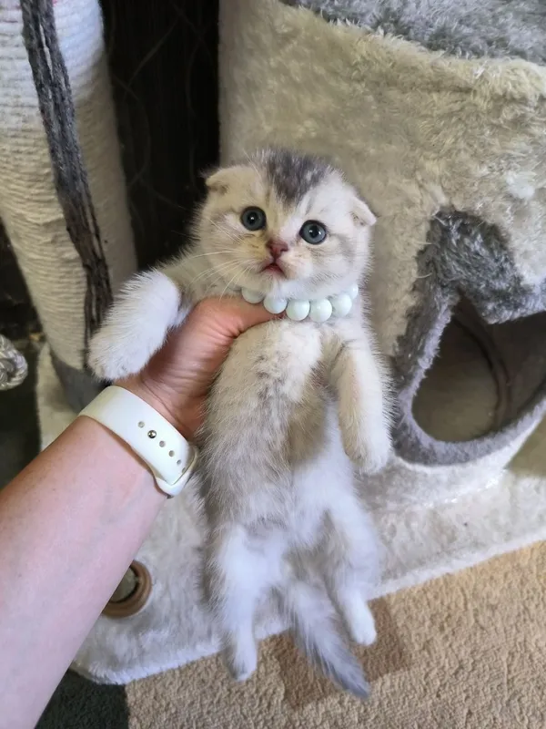 Прекрасные игривые котята — фото 1