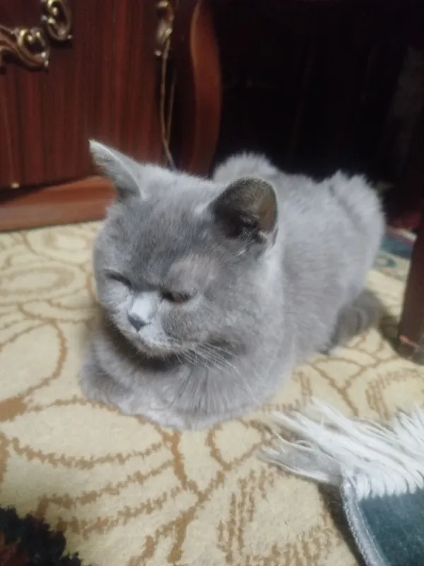 британский кошка — фото 1