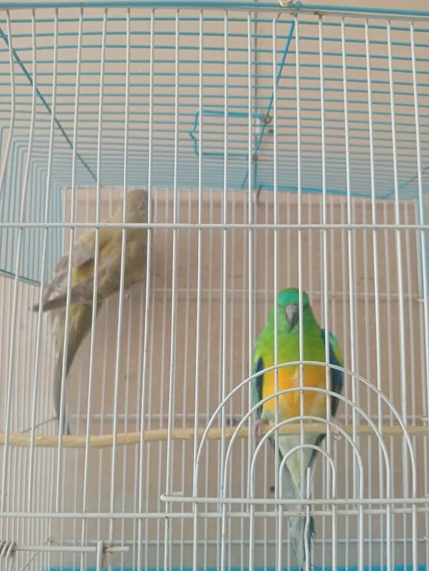 Papugay toʻti sotiladi 1 Papugay toʻti sotiladi 1