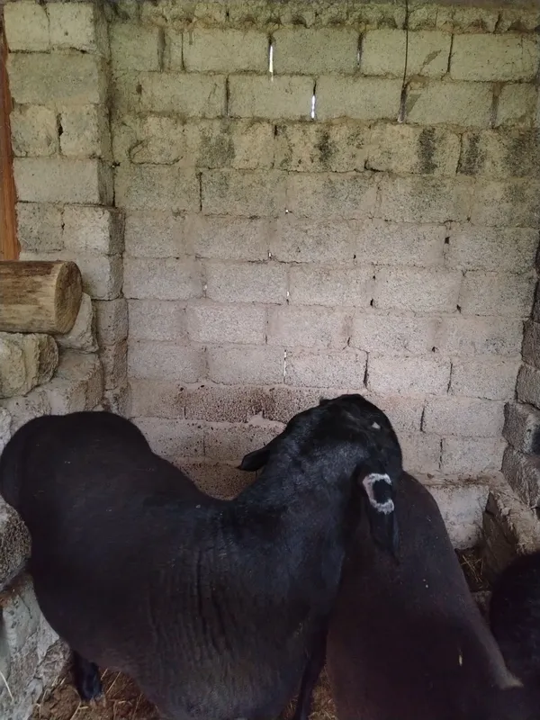 Qochqor 2 tish qulolari butun — фото 7