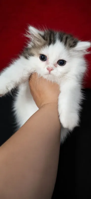 Котята на продаже — фото 2