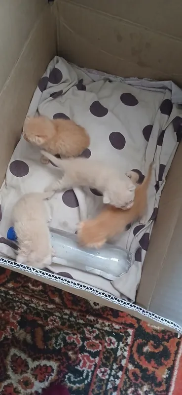 Ищем добрые руки для нежных котят!!! — фото 1 Ищем добрые руки для нежных котят!!! — фото 1