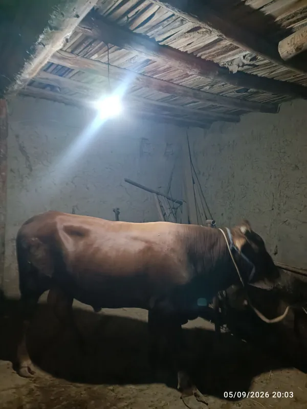 Boqishga tayyor buqa sotiladi narxi 38 mln 4 Boqishga tayyor buqa sotiladi narxi 38 mln 4