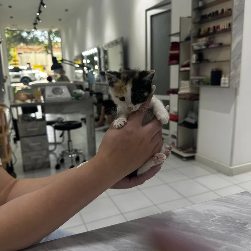 Котята домашние , Отдадим ответственным и добрым людям 7 Котята домашние , Отдадим ответственным и добрым людям 7