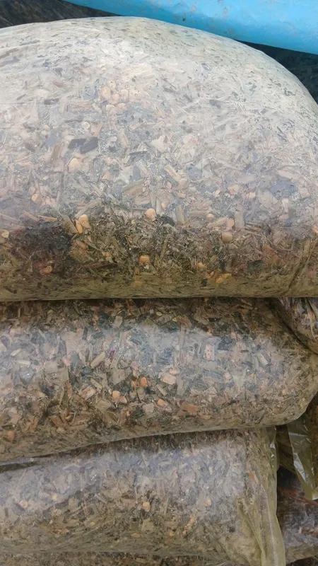 Makka slos sotiladi
