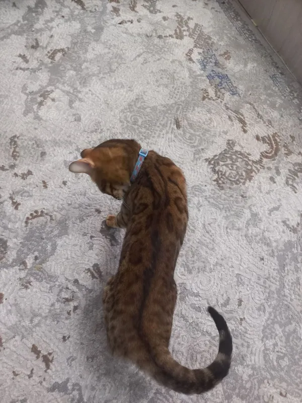 Bengal 2 yoshi aqlli 1 Bengal 2 yoshi aqlli 1