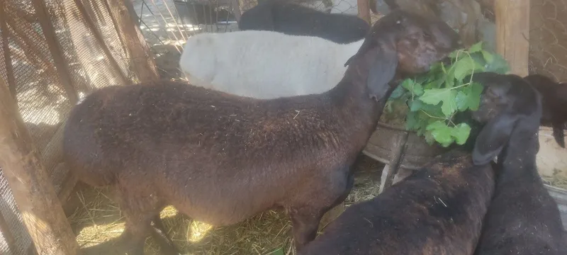 Хисори кочкор сотилади 1