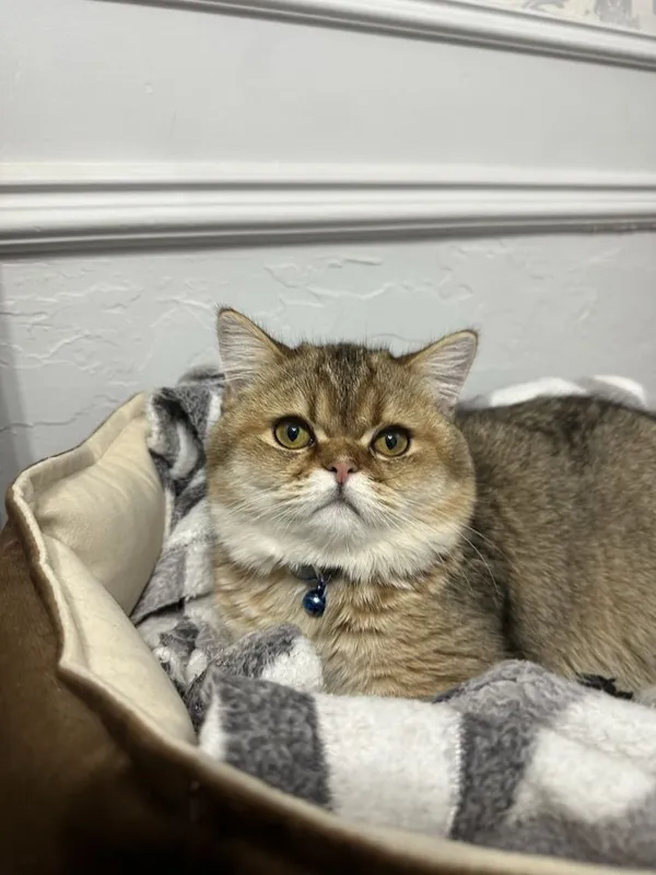 Вязка Кот Скотиш Страйт Золотая шиншила — фото 3