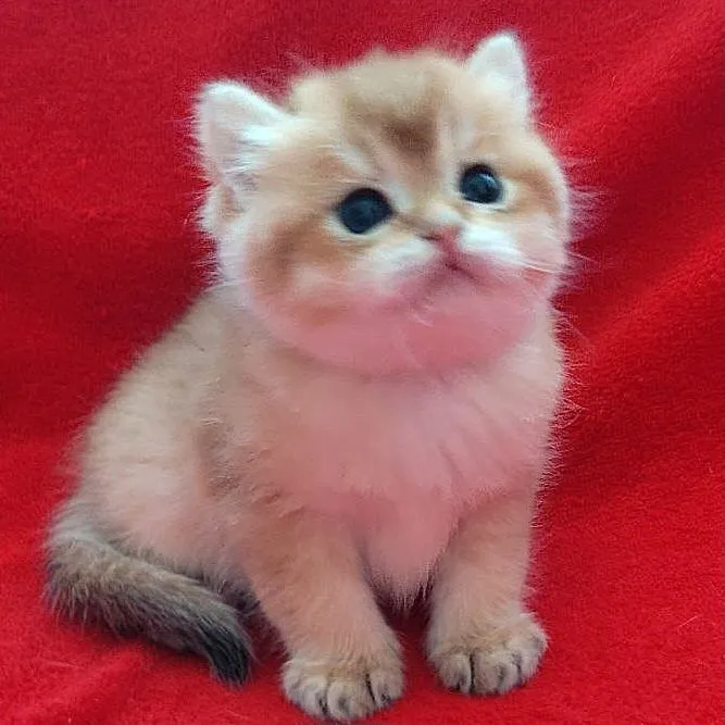 Продаются шикарные котята скотишстрайт,шиншилла. — фото 1