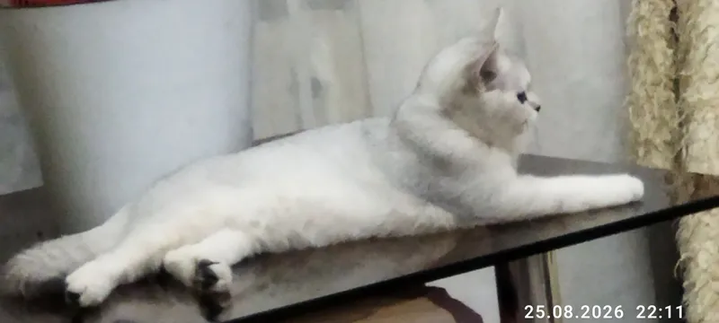 kumush chinchilla urg‘ochi mushukcha 4 kumush chinchilla urg‘ochi mushukcha 4
