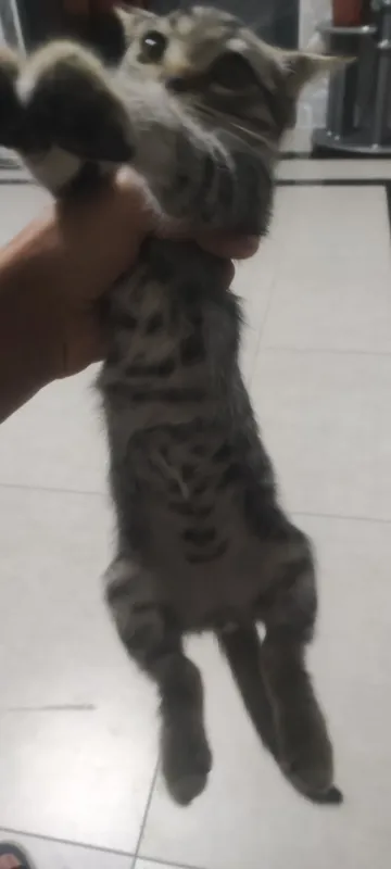 mushuk bolasi sotiladi 2