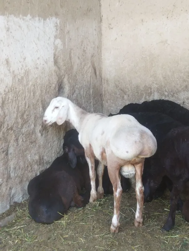 Quchqor uruğlika sotiladi srochna yeb ichishi zur aybi yoʻq 1