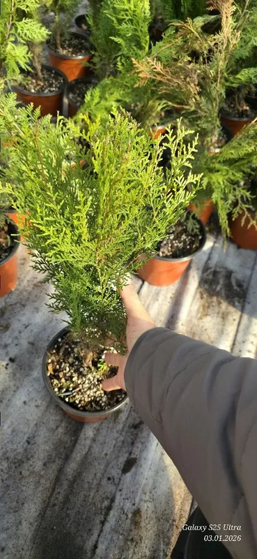 Туя ауреа нана кучатлари сотувда — фото 5