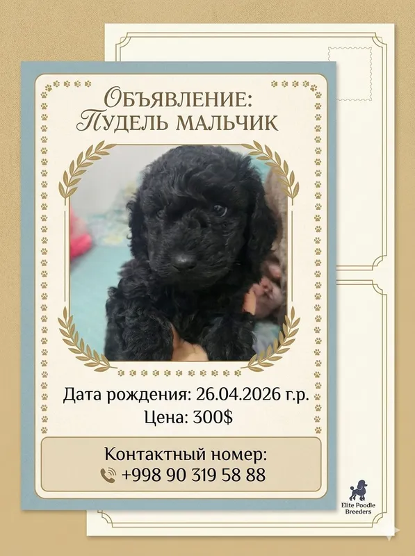 пудель