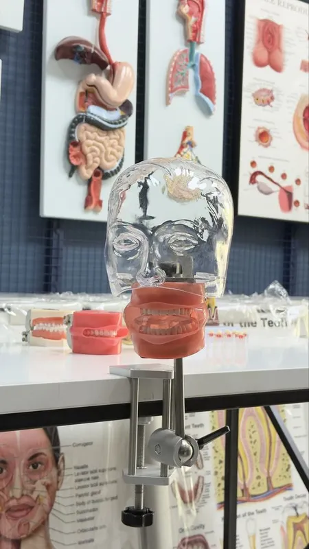 Стоматологик Тиш Моделлари ва Фантомлар Dental Model 2 Стоматологик Тиш Моделлари ва Фантомлар Dental Model 2