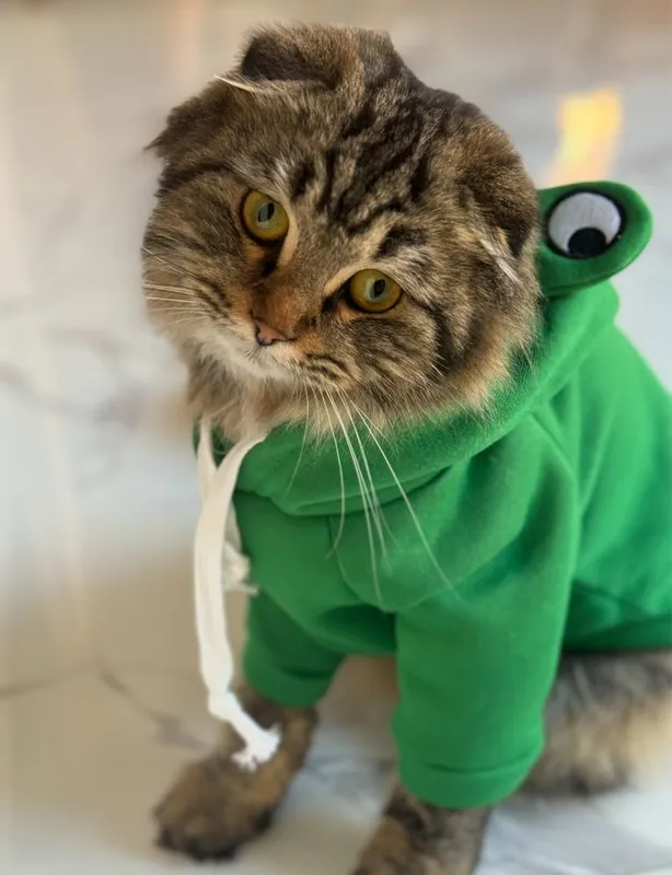 Продается кошечка — фото 1
