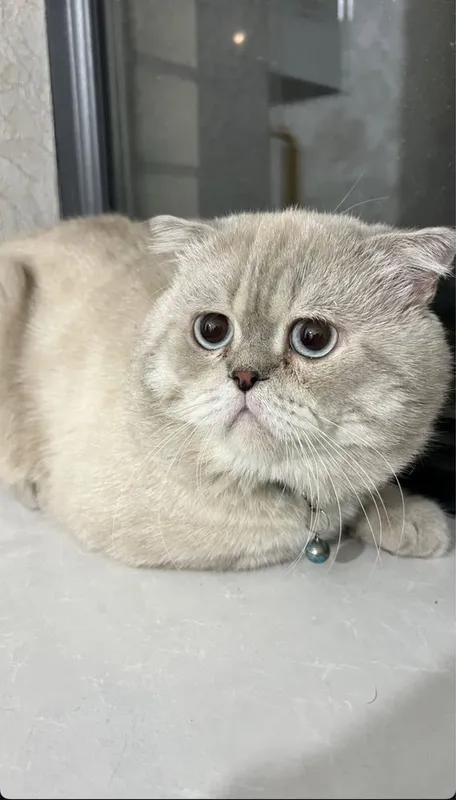 Кот для вязки.Juftlashish uchun erkak mushuk 1 Кот для вязки.Juftlashish uchun erkak mushuk 1